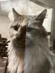 Lost Male Cat last seen Main St Medford Ma, Medford, MA 02155