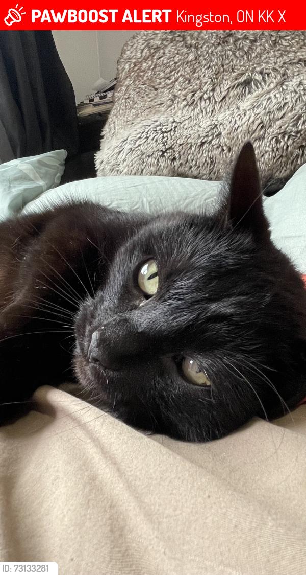 Lost Male Cat last seen Sutherland Dr, Kingston, ON K7K 5X3