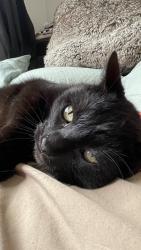 Lost Male Cat last seen Sutherland Dr, Kingston, ON K7K 5X3