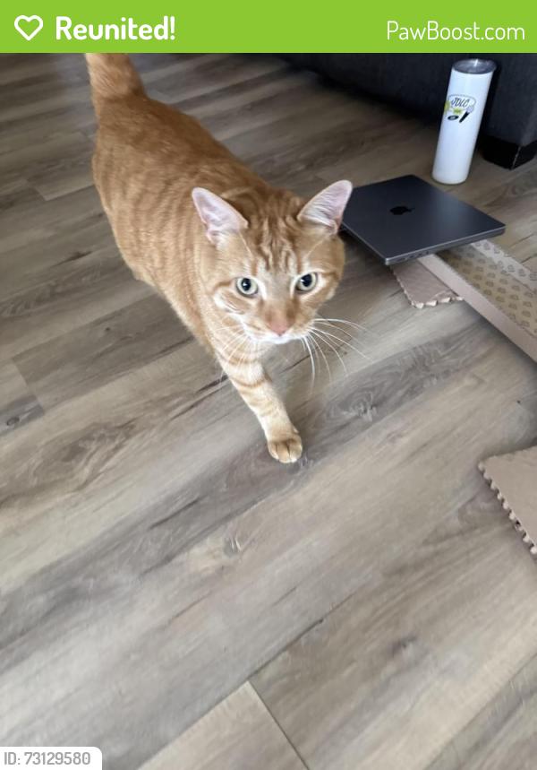 Reunited Unknown Cat last seen Outside my apmt, Montréal, QC H4V 2V4