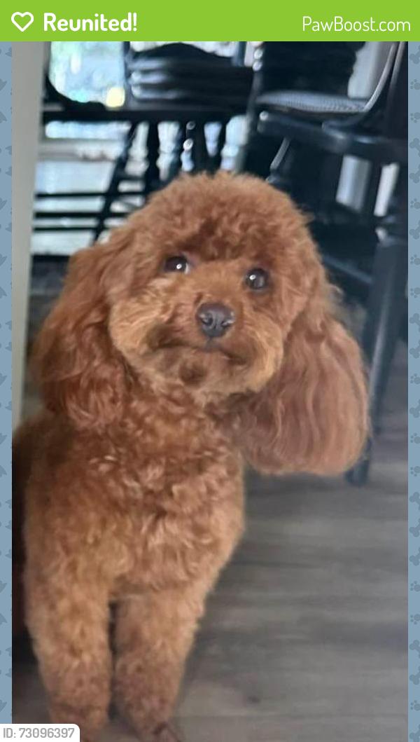 Reunited Female Dog last seen Grove Farm Rd., Franklin Township, NJ 08867