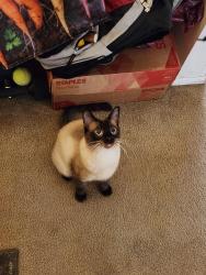 Lost Male Cat last seen Chambers Lake Dr SE, Golf Club Rd SE, Lacey, WA 98503