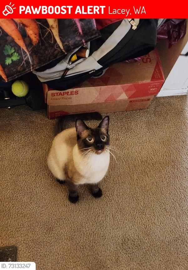Lost Male Cat last seen Chambers Lake Dr SE, Golf Club Rd SE, Lacey, WA 98503