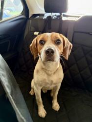 Found/Stray Male Dog last seen Kroger, Oakland, TN 38060