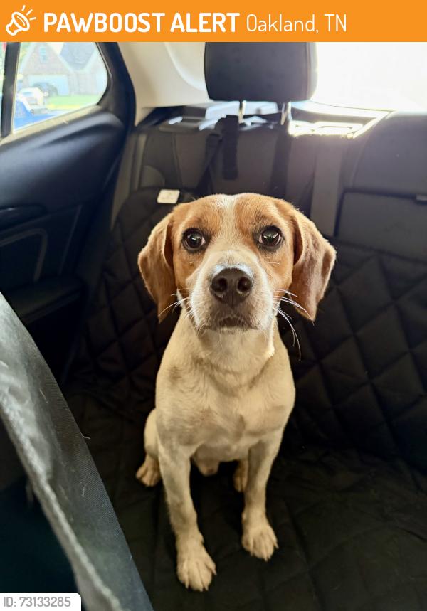 Found/Stray Male Dog last seen Kroger, Oakland, TN 38060