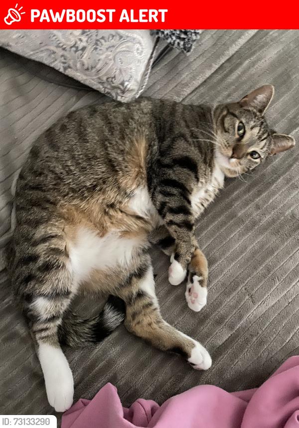 Lost Female Cat last seen Mt Saratoga, Saratoga Springs, UT 84005