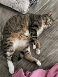Lost Female Cat last seen Mt Saratoga, Saratoga Springs, UT 84005