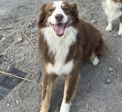 Reunited Male Dog last seen Rose Hill Rd, Whitewright, TX 75491