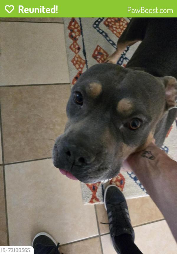 Reunited Male Dog last seen Near S Hampton Rd, Dallas, TX 75224, Dallas, TX 75224