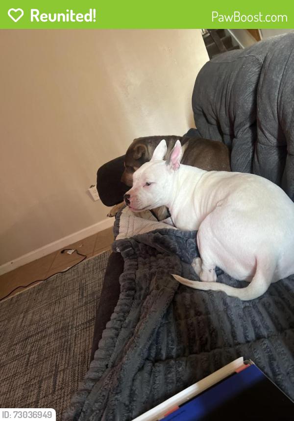 Reunited Female Dog last seen Near e Montana circle, Aurora, CO 80012