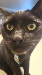 Reunited Male Cat last seen Poggi and Buena Vista Summer house apartments, Alameda, CA 94501