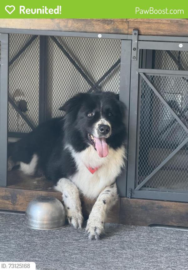 Reunited Male Dog last seen Blabbering and Bear run blvd, Orange Park, FL 32065