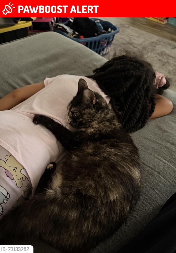 Lost Female Cat last seen Captain drive, Fredericksburg, VA 22408, Spotsylvania County, VA 22408
