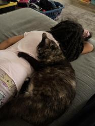 Lost Female Cat last seen Captain drive, Fredericksburg, VA 22408, Spotsylvania County, VA 22408
