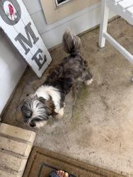 Lost Male Dog last seen Near, Houston, TX 77084