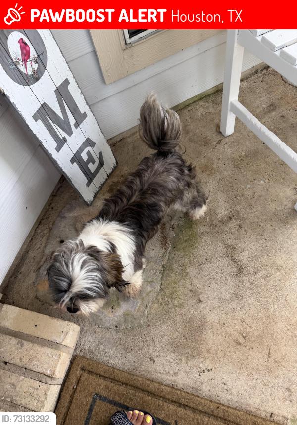 Lost Male Dog last seen Near, Houston, TX 77084