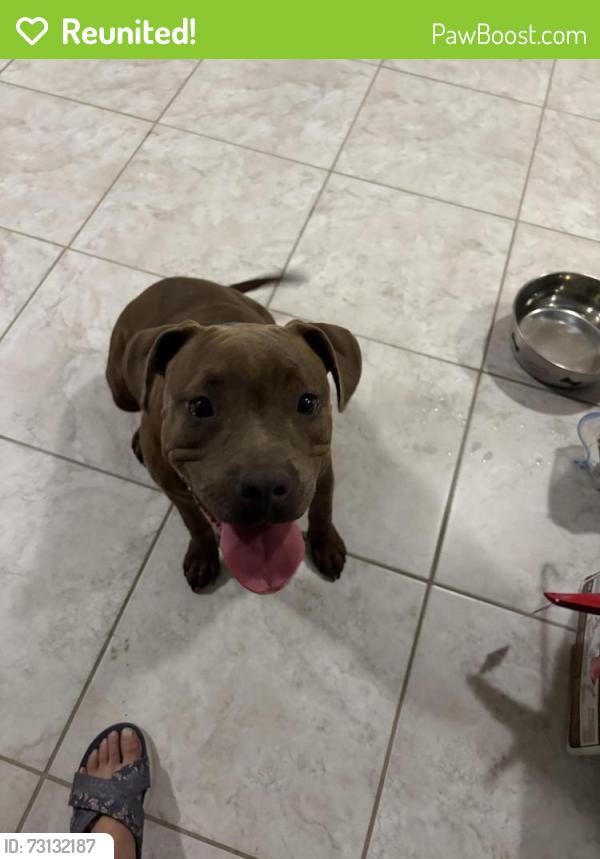 Reunited Female Dog last seen 35th Ave and cholla, Phoenix, AZ 85029