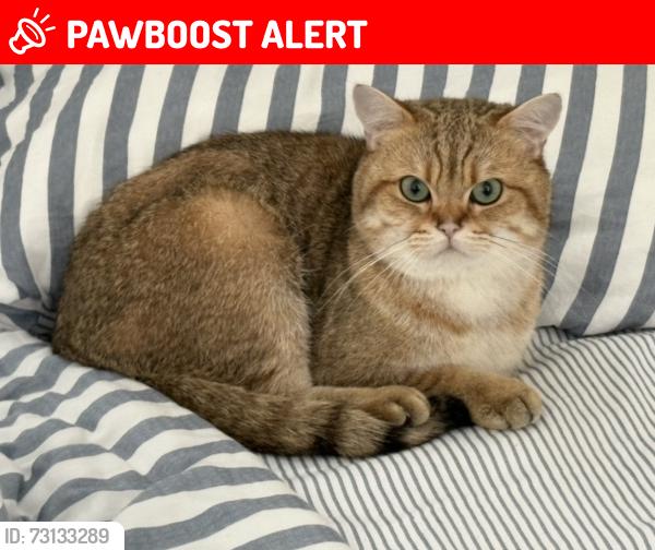 Lost Male Cat last seen Ditmas avenue, Kempston, England MK42 7DR