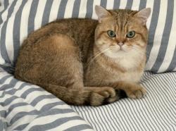 Lost Male Cat last seen Ditmas avenue, Kempston, England MK42 7DR