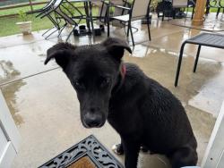 Found/Stray Male Dog last seen In our yard, Winston-Salem, NC 27108