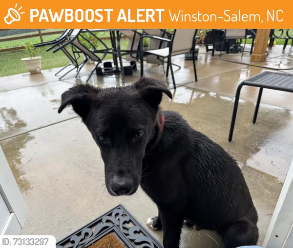 Found/Stray Male Dog last seen In our yard, Winston-Salem, NC 27108