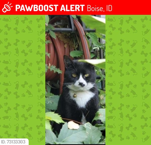 Lost Female Cat last seen Near n pierce park lane, Boise, ID 83714