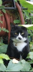 Lost Female Cat last seen Near n pierce park lane, Boise, ID 83714