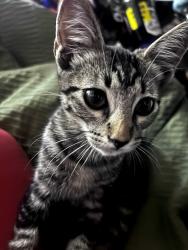 Found/Stray Unknown Cat last seen Clayton Rd and West St., Concord, CA 94519
