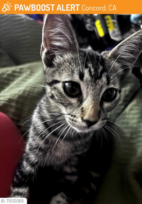Found/Stray Unknown Cat last seen Clayton Rd and West St., Concord, CA 94519