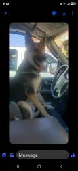 Reunited Male Dog last seen Logan Avenue, San Diego, CA 92113