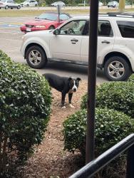 Found/Stray Unknown Dog last seen Northwood Temple Academy and Church, Fayetteville, NC 28311