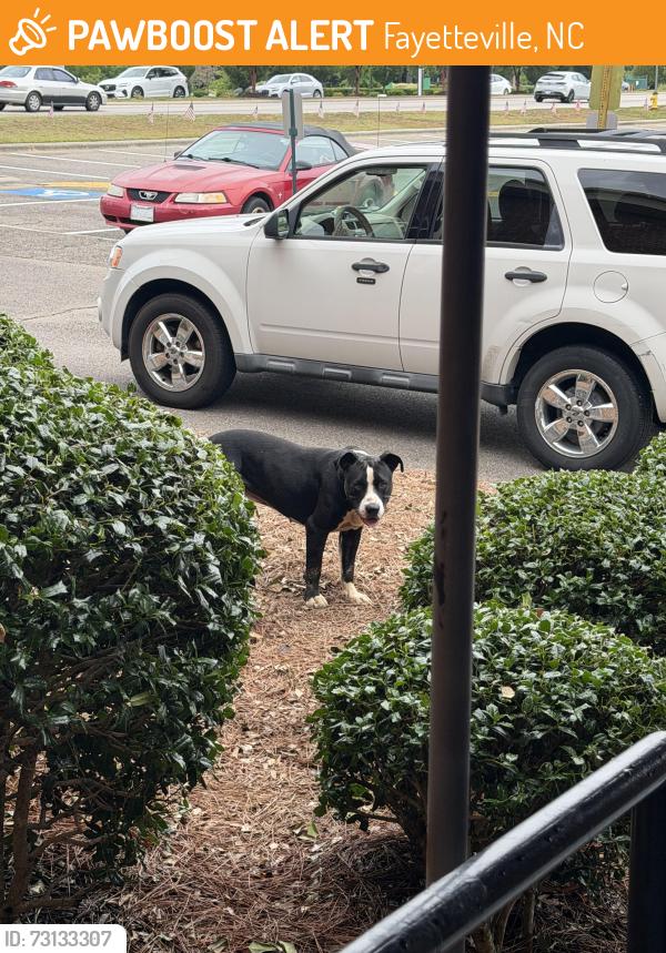Found/Stray Unknown Dog last seen Northwood Temple Academy and Church, Fayetteville, NC 28311