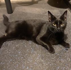 Found/Stray Female Cat last seen Emerald st. Quincy, ma, Quincy, MA 02169