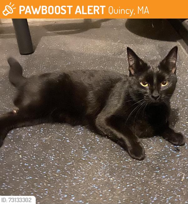 Found/Stray Female Cat last seen Emerald st. Quincy, ma, Quincy, MA 02169