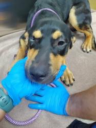Shelter Stray Male Dog last seen Near W Aviation Avenue, North Charleston, SC, 2455 Remount Rd, North Charleston, SC 29406, USA