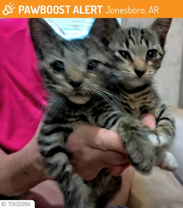Found/Stray Unknown Cat last seen Near Flemon Rd & Emerson Ln, Jonesboro, AR 72404