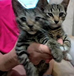 Found/Stray Unknown Cat last seen Near Flemon Rd & Emerson Ln, Jonesboro, AR 72404