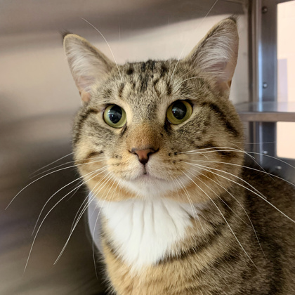 Shelter Stray Male Cat last seen West Street, Stoughton, City of, WI, 5132 Voges Rd, Madison, WI 53718, USA