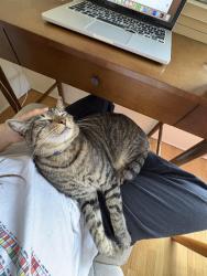 Reunited Male Cat last seen Silverlake reservoir, Los Angeles, CA 90039