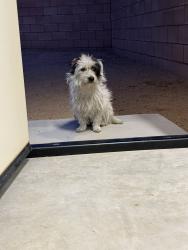 Found/Stray Male Dog last seen Briggs & Old Newport, Menifee, CA 92596