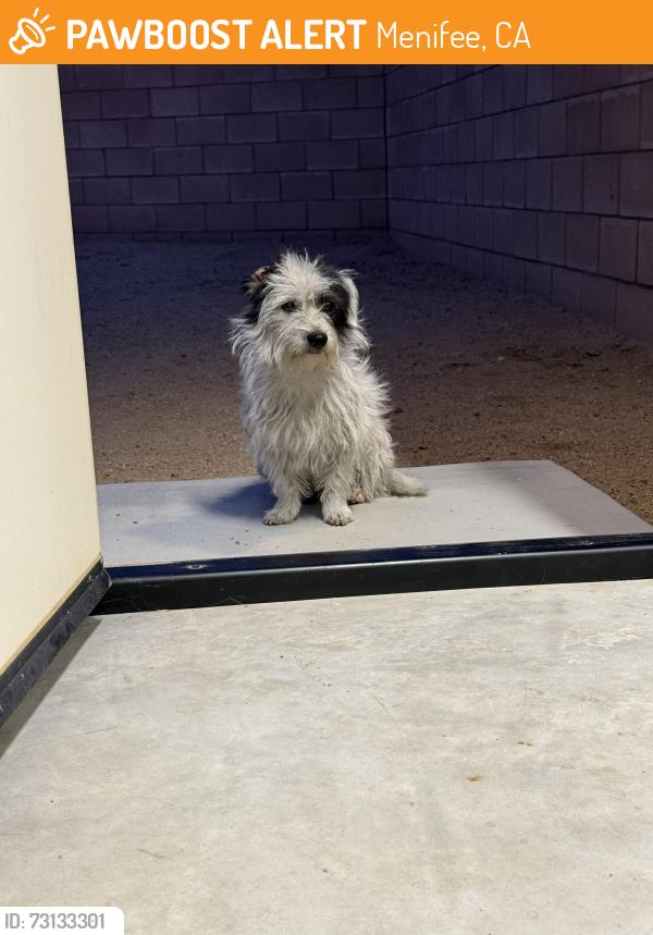 Found/Stray Male Dog last seen Briggs & Old Newport, Menifee, CA 92596