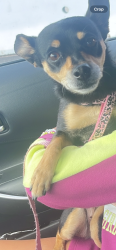 Lost Female Dog last seen Near 17th st w Lancaster, Lancaster, CA 93534