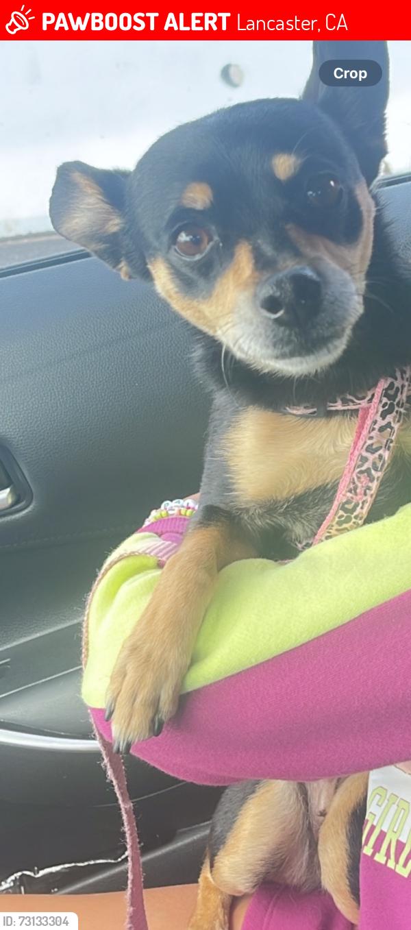 Lost Female Dog last seen Near 17th st w Lancaster, Lancaster, CA 93534