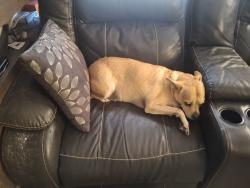 Reunited Male Dog last seen Hwy 80 and San Pedro Resort, Benson, AZ 85602