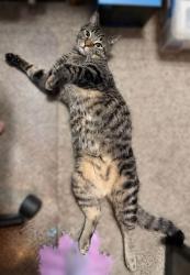 Lost Male Cat last seen Near Royal St, Winter Park, FL 32792