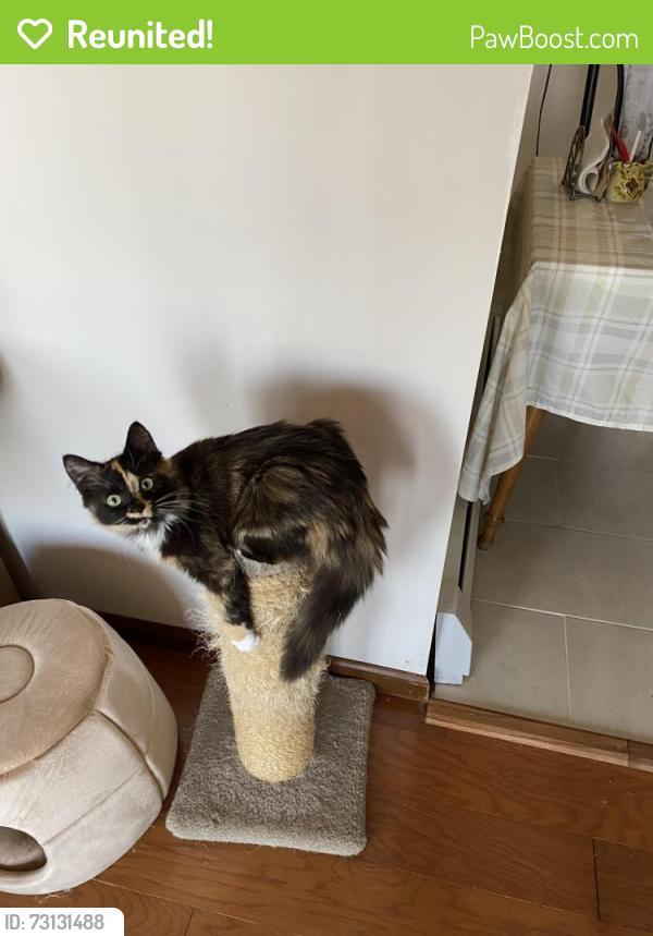 Reunited Female Cat last seen Bald Mountain Road in Bear Creek Twp., Luzerne County, PA 18702