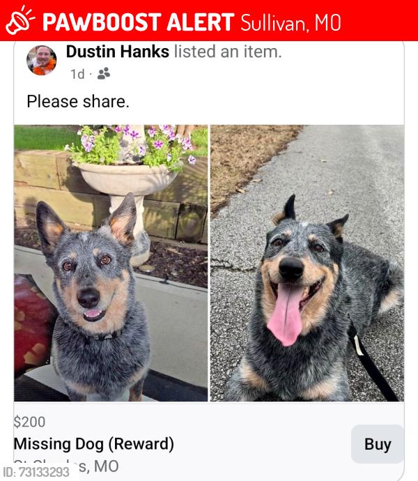 Lost Male Dog last seen Hazelwood DR and Leisure DR, Sullivan, MO 63080