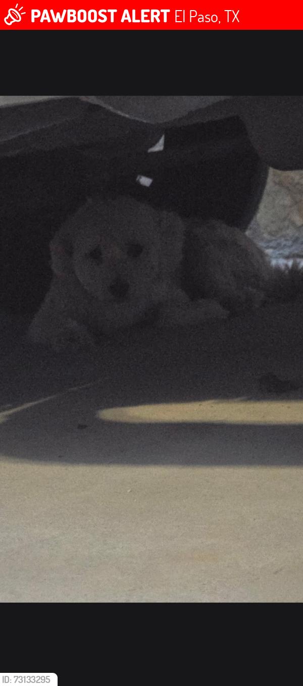 Lost Female Dog last seen Near n cave dr, El Paso, TX 79938