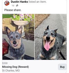 Lost Male Dog last seen Hazelwood DR and Leisure DR, Sullivan, MO 63080