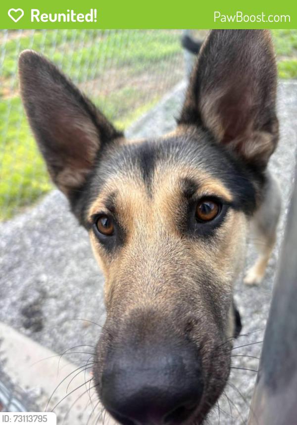 Reunited Male Dog last seen Village trader gas station, Franklin, NC 28734